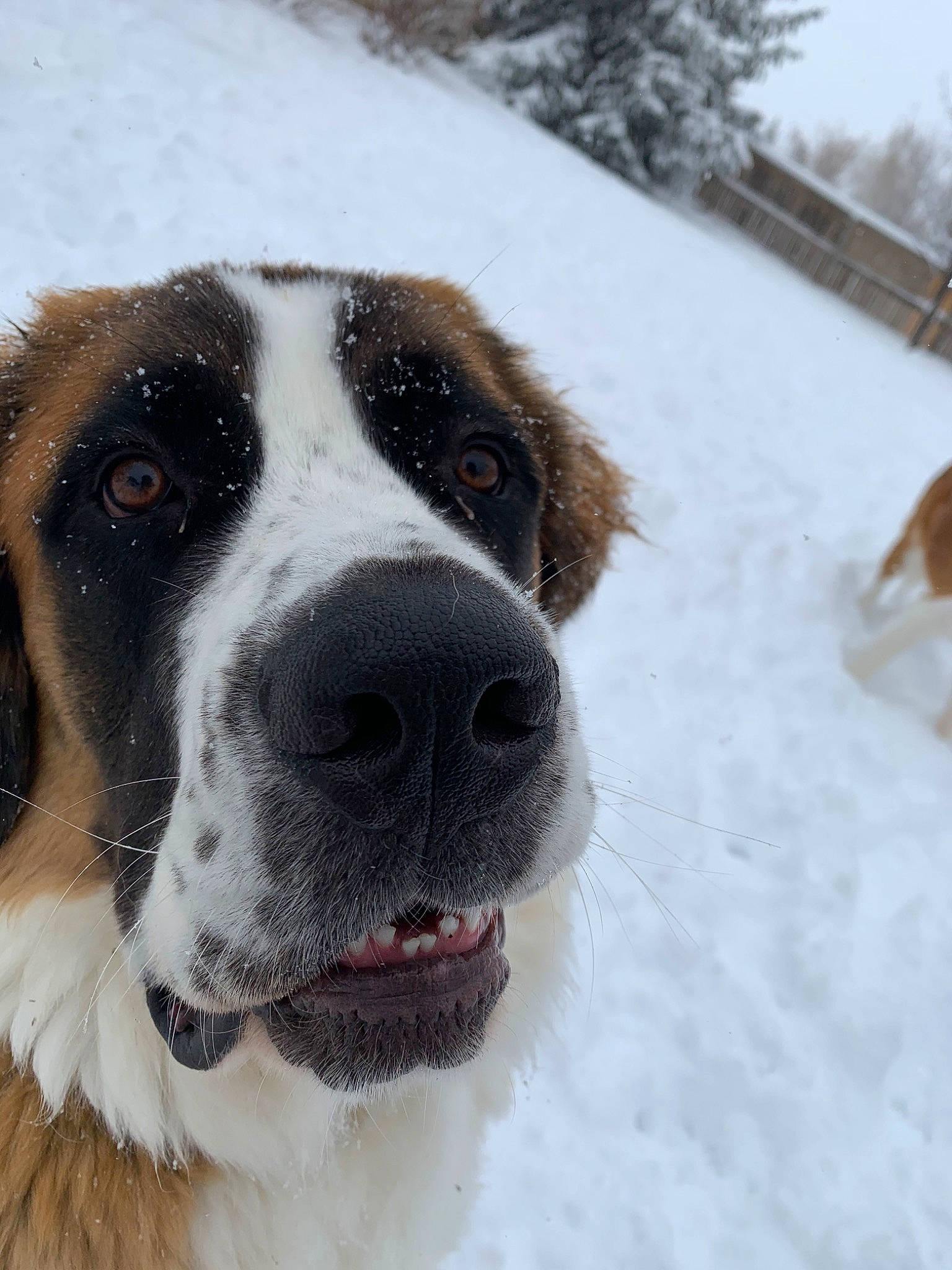 Fry joined the competition — help win amazing prizes! canidae, carnivore, dog, dog_breed, fawn, mammal, moscow_watchdog, mucuchies, nose, pyrenean_mastiff, rafeiro_do_alentejo, rare_breed_dog, snout, snow, sporting_group, st_bernard, vertebrate, winter, working_dog