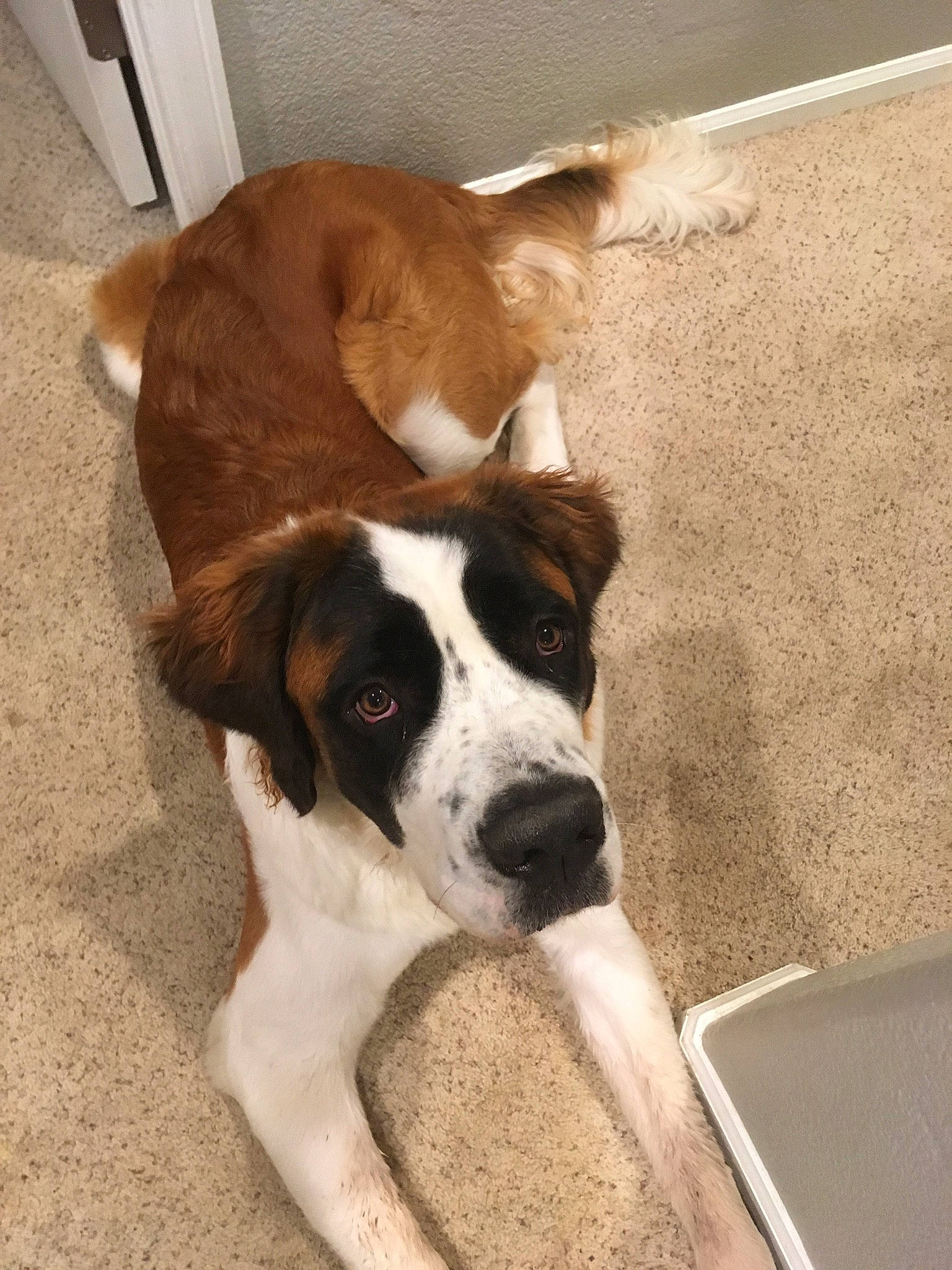 Bender is registered to the contest to win money with this photo: canidae, carnivore, companion_dog, dog, dog_breed, fawn, mammal, moscow_watchdog, rafeiro_do_alentejo, rare_breed_dog, snout, sporting_group, st_bernard, vertebrate