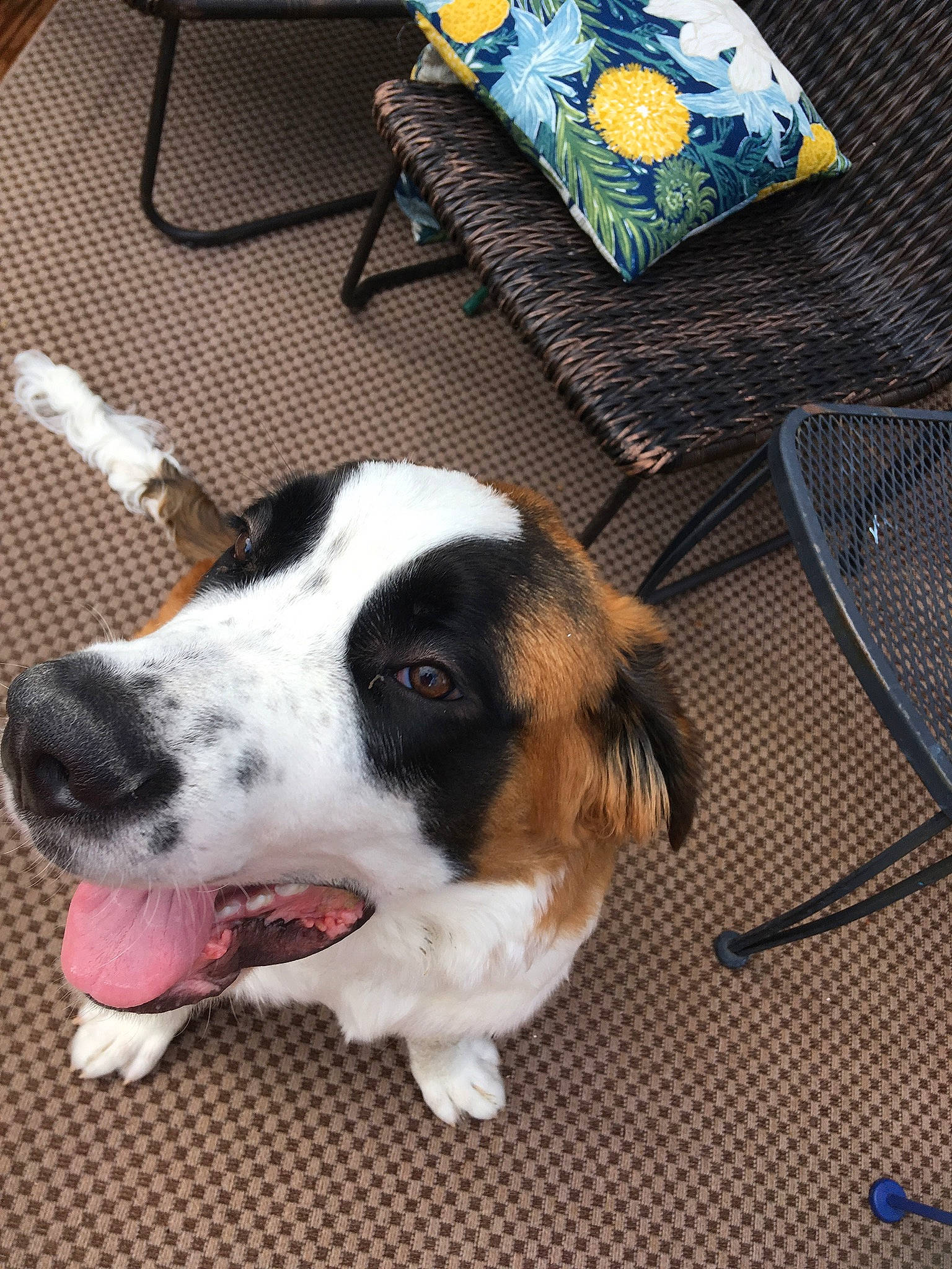 Bender joined the competition — help win amazing prizes! bernese_mountain_dog, border_collie, canidae, carnivore, companion_dog, dog, dog_breed, sporting_group, working_dog