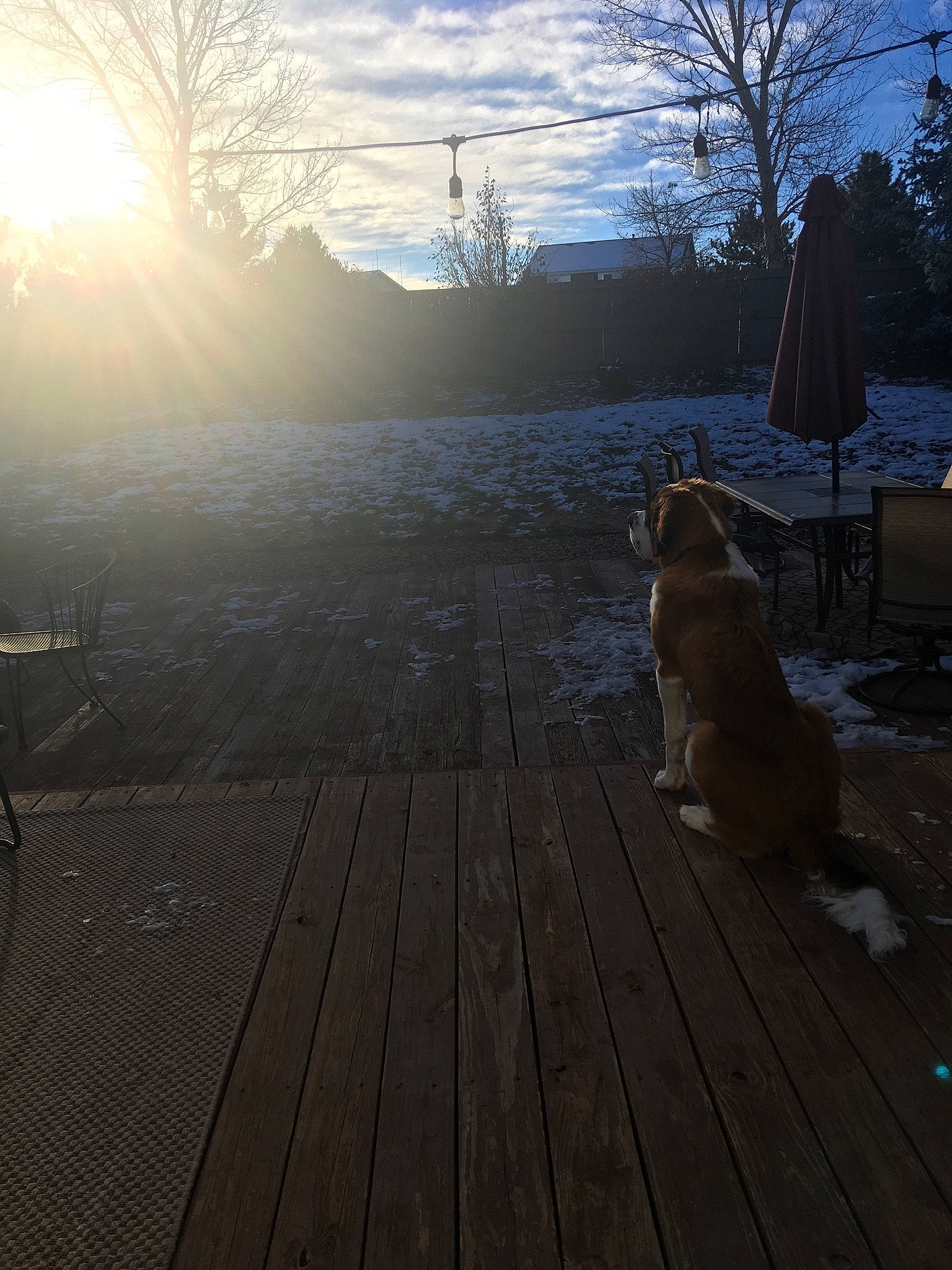 Bender joined the competition — help win amazing prizes! atmosphere, canidae, deck, dog, evening, fawn, floor, flooring, hardwood, home, light, morning, shadow, sky, sporting_group, sunlight, tree, winter, wood, wood_flooring