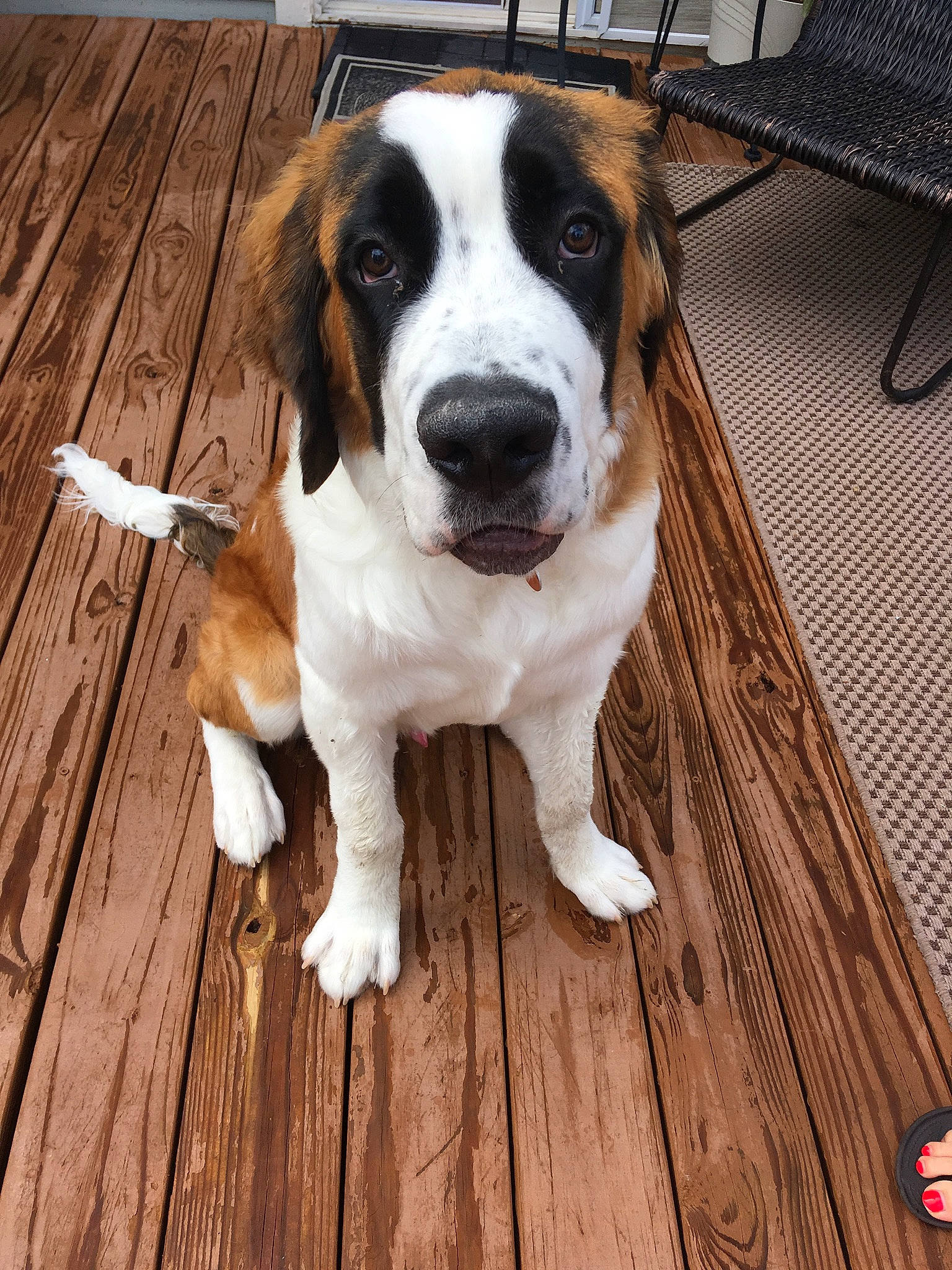 Bender is registered to the contest to win money with this photo: ancient_dog_breeds, canidae, carnivore, companion_dog, dog, dog_breed, hound, mammal, moscow_watchdog, rafeiro_do_alentejo, rare_breed_dog, snout, sporting_group, st_bernard, vertebrate