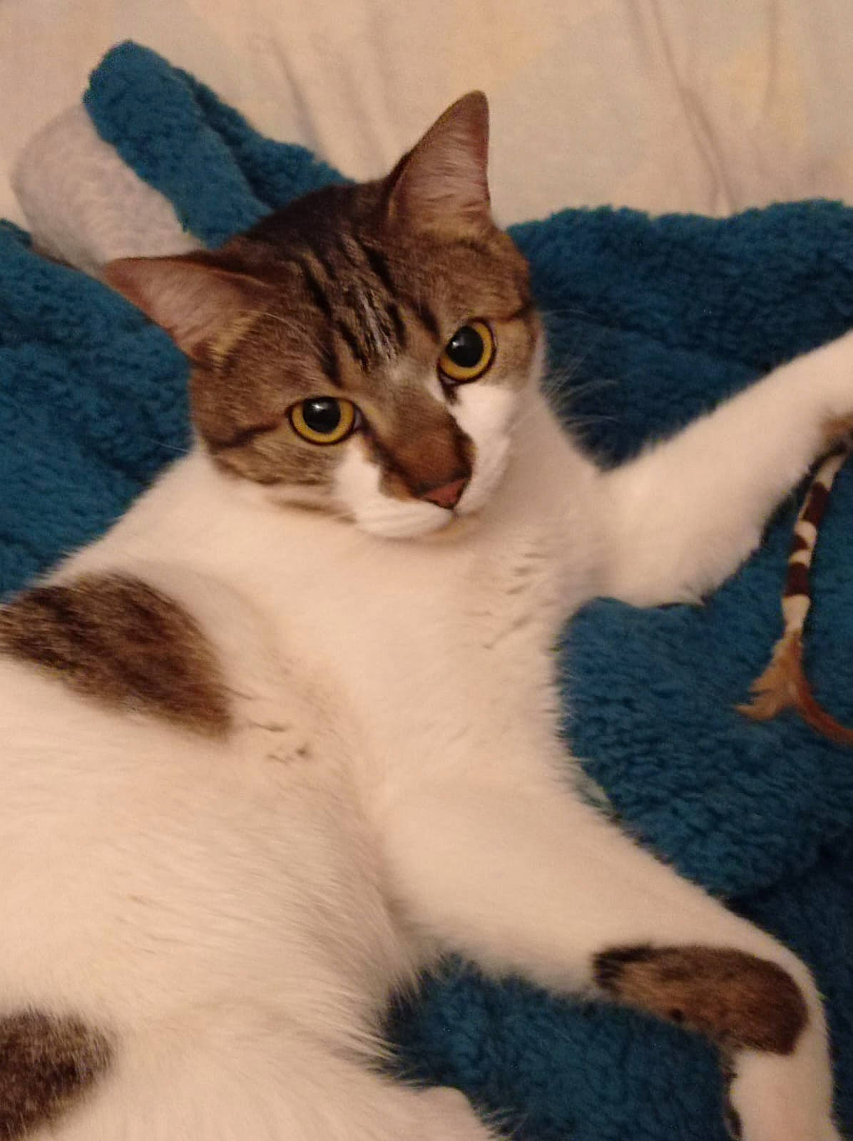 Tigrette participe au concours pour gagner de l'argent avec cette photo : carnivore, cat, claw, comfort, domestic_short_haired_cat, felidae, fur, paw, small_to_medium_sized_cats, tail, terrestrial_animal, whiskers