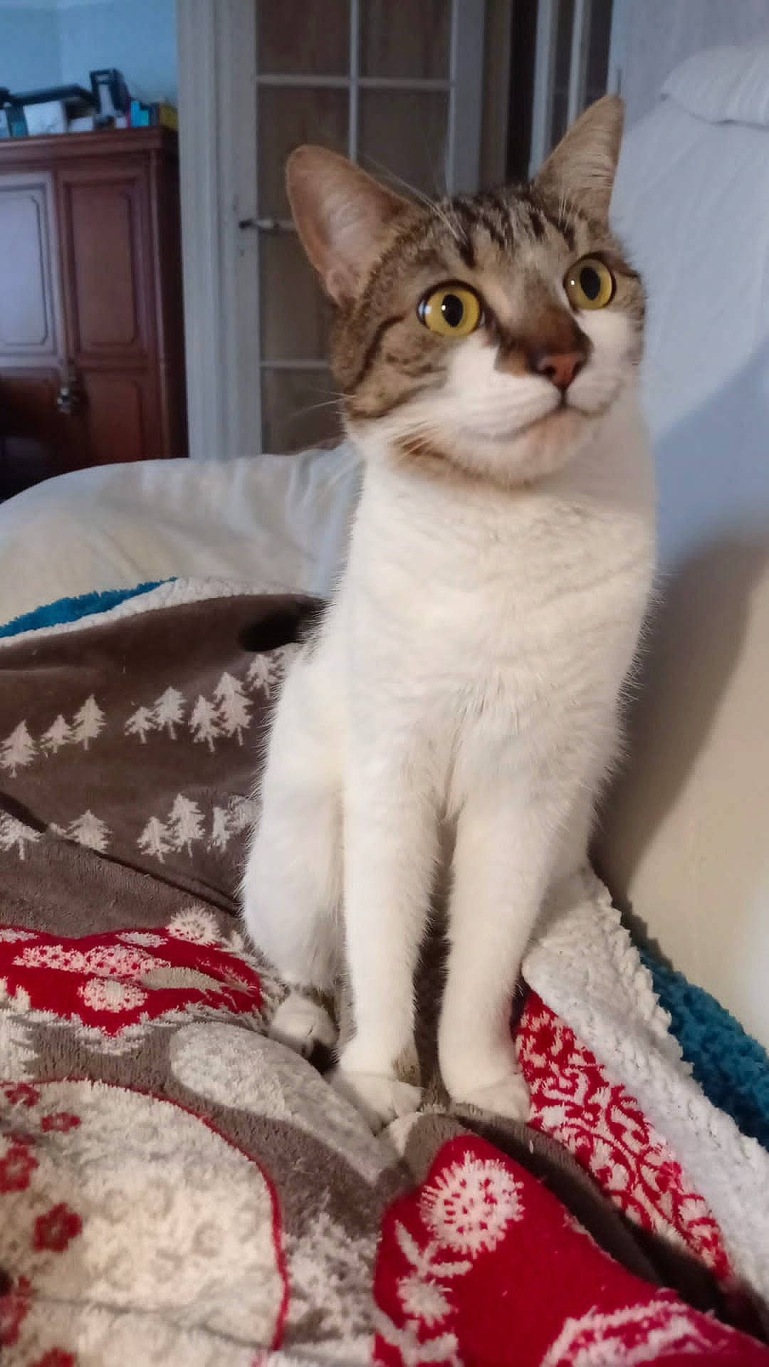 Tigrette a rejoint le concours — aidez-le/la à gagner de superbes lots ! cabinetry, carnivore, cat, cat_supply, claw, comfort, domestic_short_haired_cat, felidae, fur, linens, paw, pet_supply, small_to_medium_sized_cats, snout, tail, whiskers, window