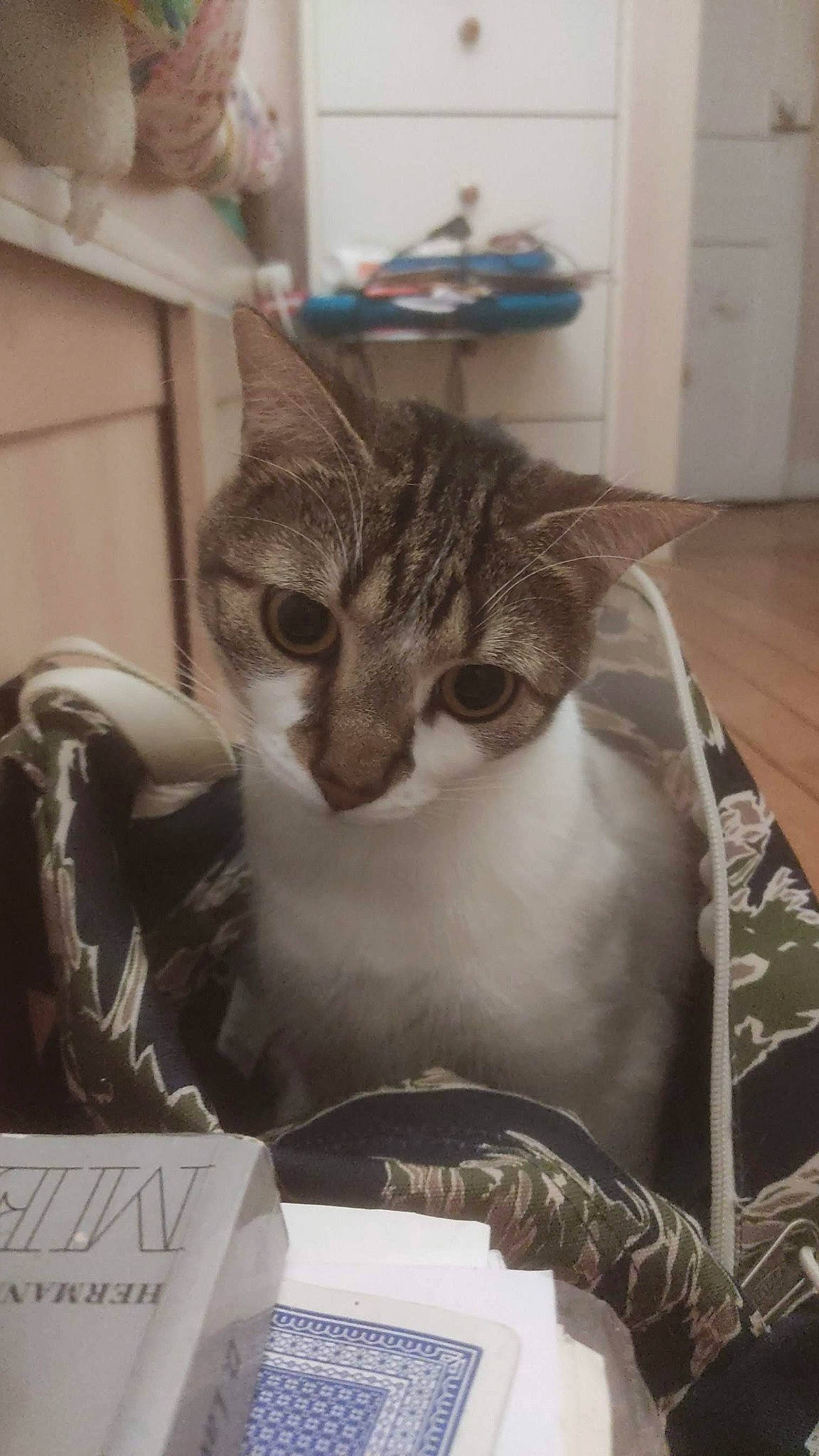 Tigrette a rejoint le concours — aidez-le/la à gagner de superbes lots ! carnivore, cat, cat_supply, comfort, domestic_short_haired_cat, felidae, fur, monochrome_photography, paper_bag, paw, pet_supply, photo_caption, room, small_to_medium_sized_cats, snout, terrestrial_animal, whiskers