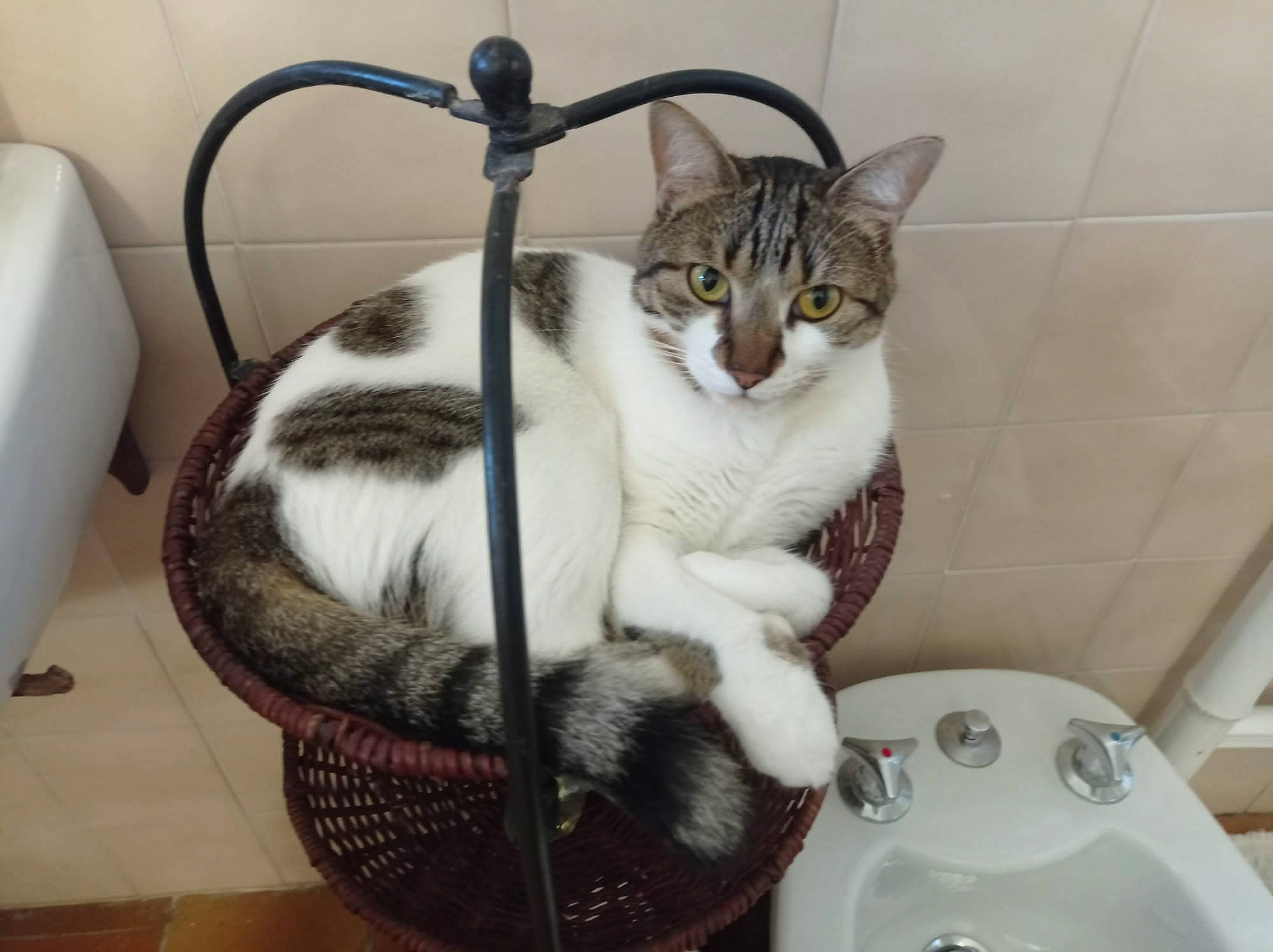 Tigrette participe au concours pour gagner de l'argent avec cette photo : animal_shelter, box, carnivore, cat, cat_supply, chair, claw, comfort, domestic_short_haired_cat, felidae, flooring, fur, metal, paw, pet_supply, room, small_to_medium_sized_cats, snout, tail, whiskers