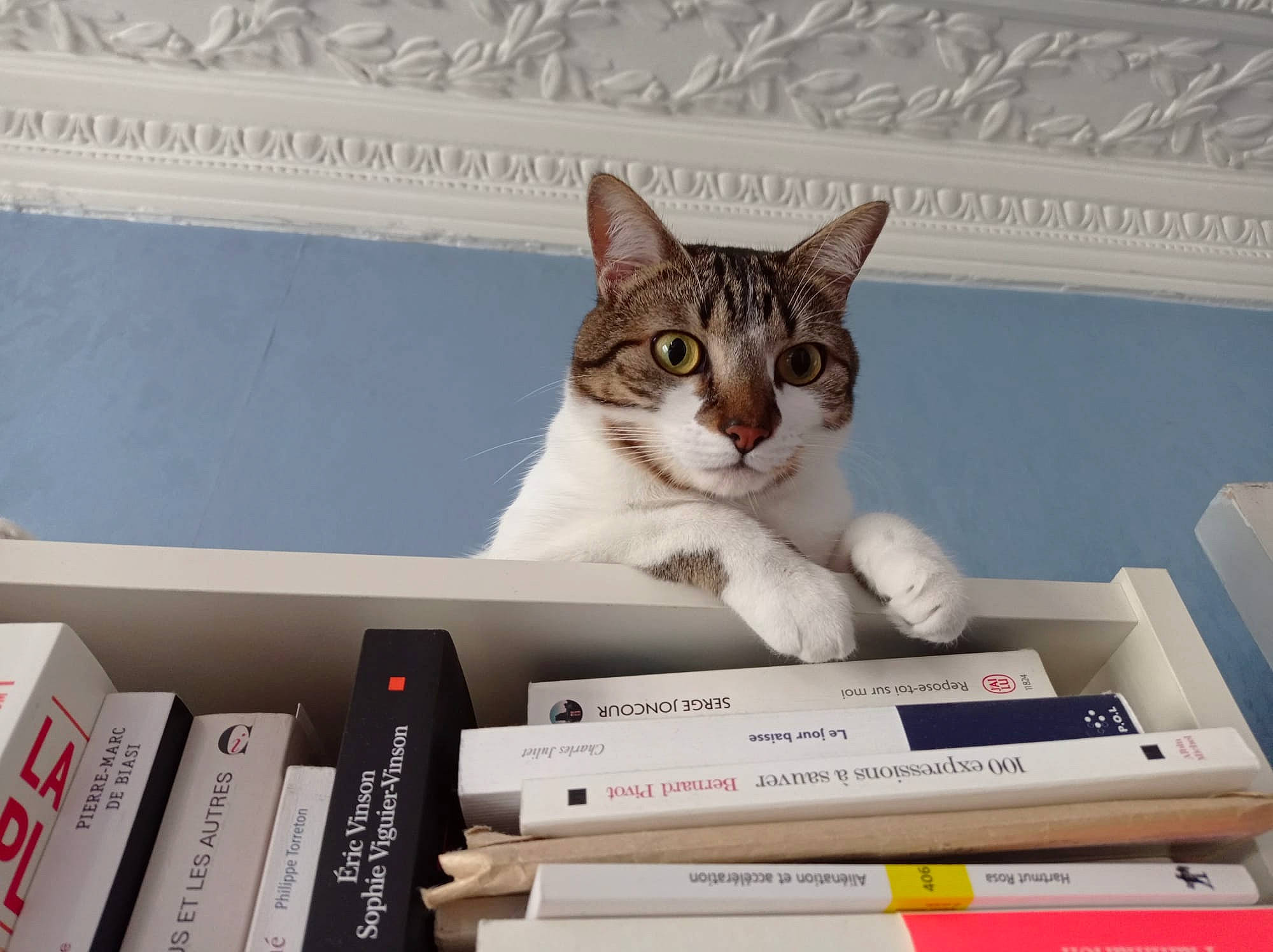 Tigrette participe au concours pour gagner de l'argent avec cette photo : book, bookcase, box, cardboard, carnivore, carton, cat, domestic_short_haired_cat, felidae, packaging_and_labeling, paper_product, paw, pet_supply, publication, room, shelf, shelving, small_to_medium_sized_cats, whiskers, window