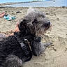 Scout is registered to the contest to win money with this photo: animal, beach, boat, clouds, daytime, dog, fur, harness, island, leash, nature, outdoor, pet, relaxed, sand, scruffy, shoes, sky, summer, water
