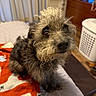 animal, bed, blanket, canine, cozy, curly_hair, curtains, dog, dresser, face, floor, fur, furniture, home, indoor, laundry_basket, looking_up, pet, portrait, wood_floor