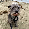 Scout joined the competition — help win amazing prizes! animal, background, beach, blurry, canine, collar, cute, dog, fur, leash, outdoor, people, pet, playful, portrait, sand, scruffy, sea, tongue_out, wild_hair