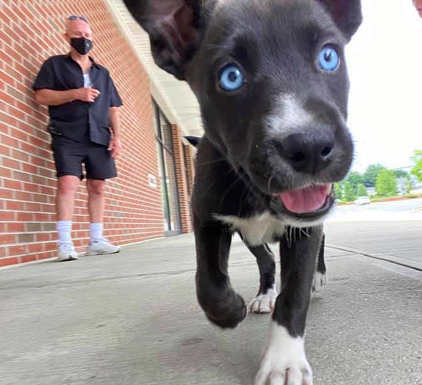 Cora joined the competition — help win amazing prizes! american_pit_bull_terrier, canidae, carnivore, companion_dog, dog, dog_breed, feist, formosan_mountain_dog, labrador_retriever, mammal, patterdale_terrier, potcake_dog, puppy, rare_breed_dog, snout, sporting_group, street_dog, vertebrate