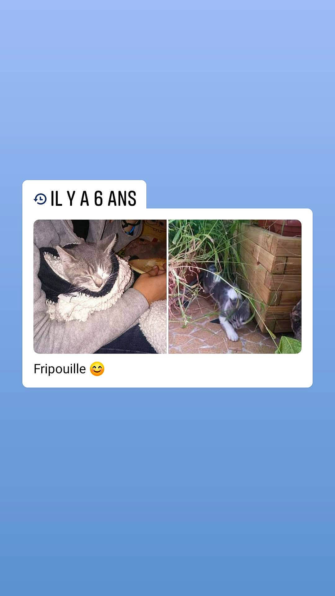 Fripouille participe au concours pour gagner de l'argent avec cette photo : asphalt, felidae, font, fur, grass, jaw, landscape, organism, photo_caption, plant, rectangle, reptile, rock, slope, soil, stock_photography, terrestrial_animal, terrestrial_plant, wildlife, wood