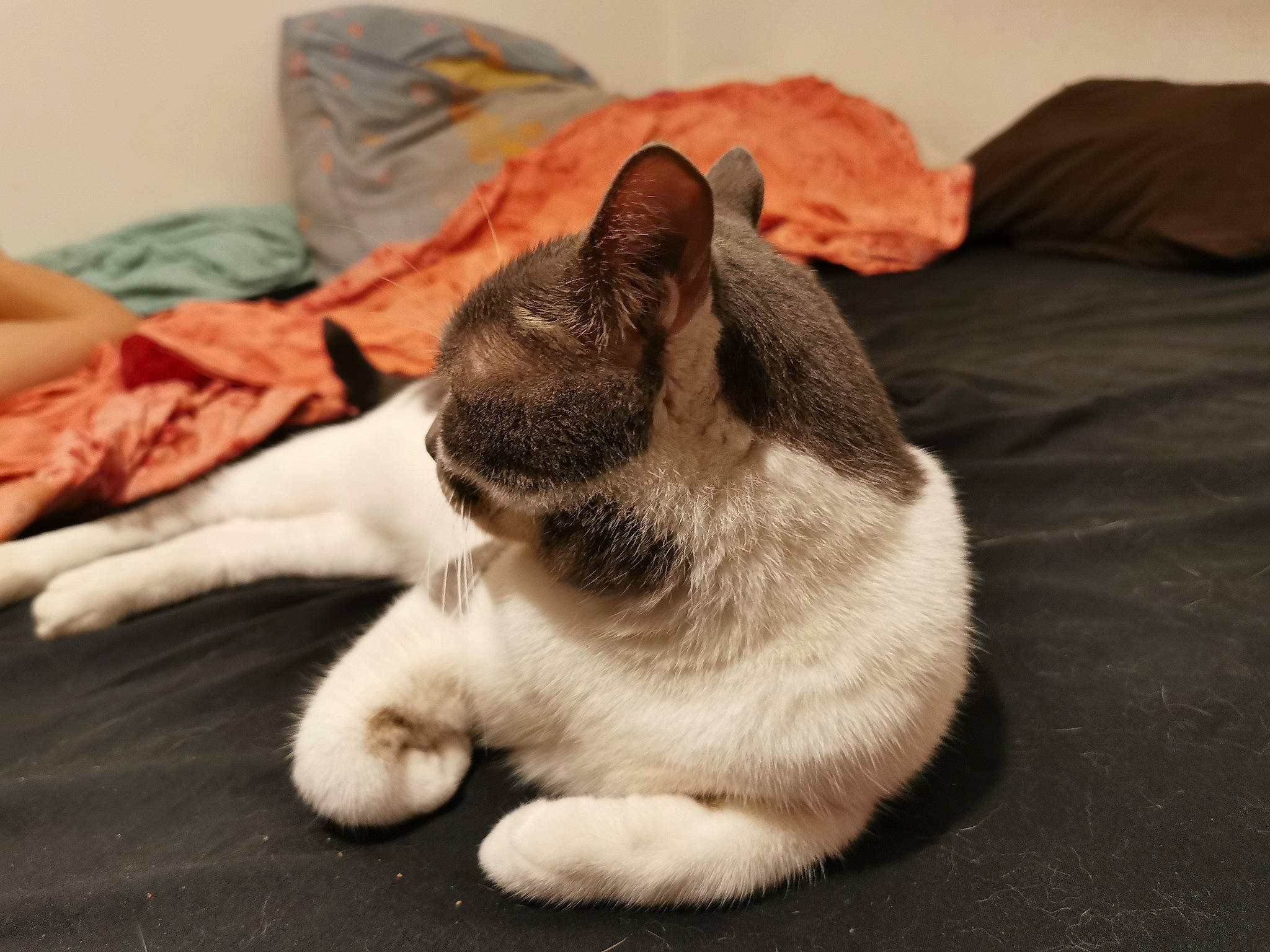 Fripouille a rejoint le concours — aidez-le/la à gagner de superbes lots ! carmine, carnivore, cat, claw, comfort, companion_dog, dog_breed, domestic_short_haired_cat, fawn, felidae, foot, fur, grey, human_leg, linens, paw, small_to_medium_sized_cats, snout, tail, whiskers