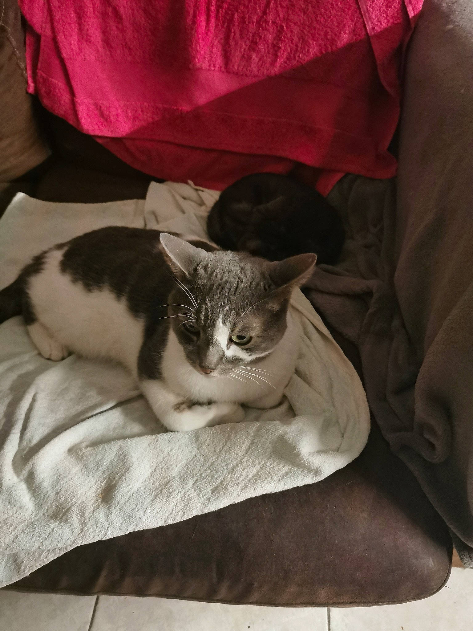 Fripouille a rejoint le concours — aidez-le/la à gagner de superbes lots ! box, carmine, carnivore, cat, cat_supply, comfort, domestic_short_haired_cat, felidae, fur, grey, linens, nap, paw, sitting, sleeve, small_to_medium_sized_cats, tail, textile, whiskers, wood