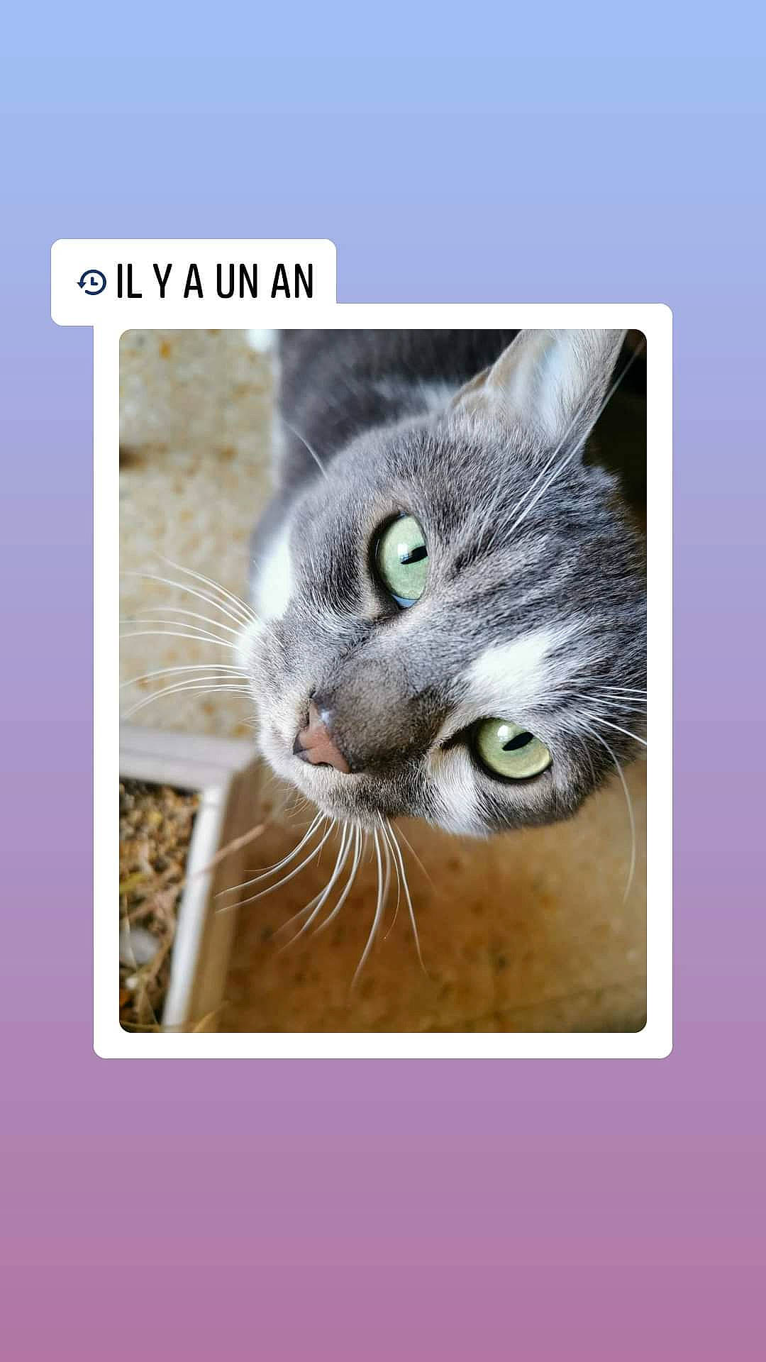 Fripouille a rejoint le concours — aidez-le/la à gagner de superbes lots ! art, carnivore, cat, claw, domestic_short_haired_cat, eyelash, felidae, font, fur, grass, internet_meme, paw, photo_caption, rectangle, small_to_medium_sized_cats, snout, tail, terrestrial_animal, whiskers, wildlife