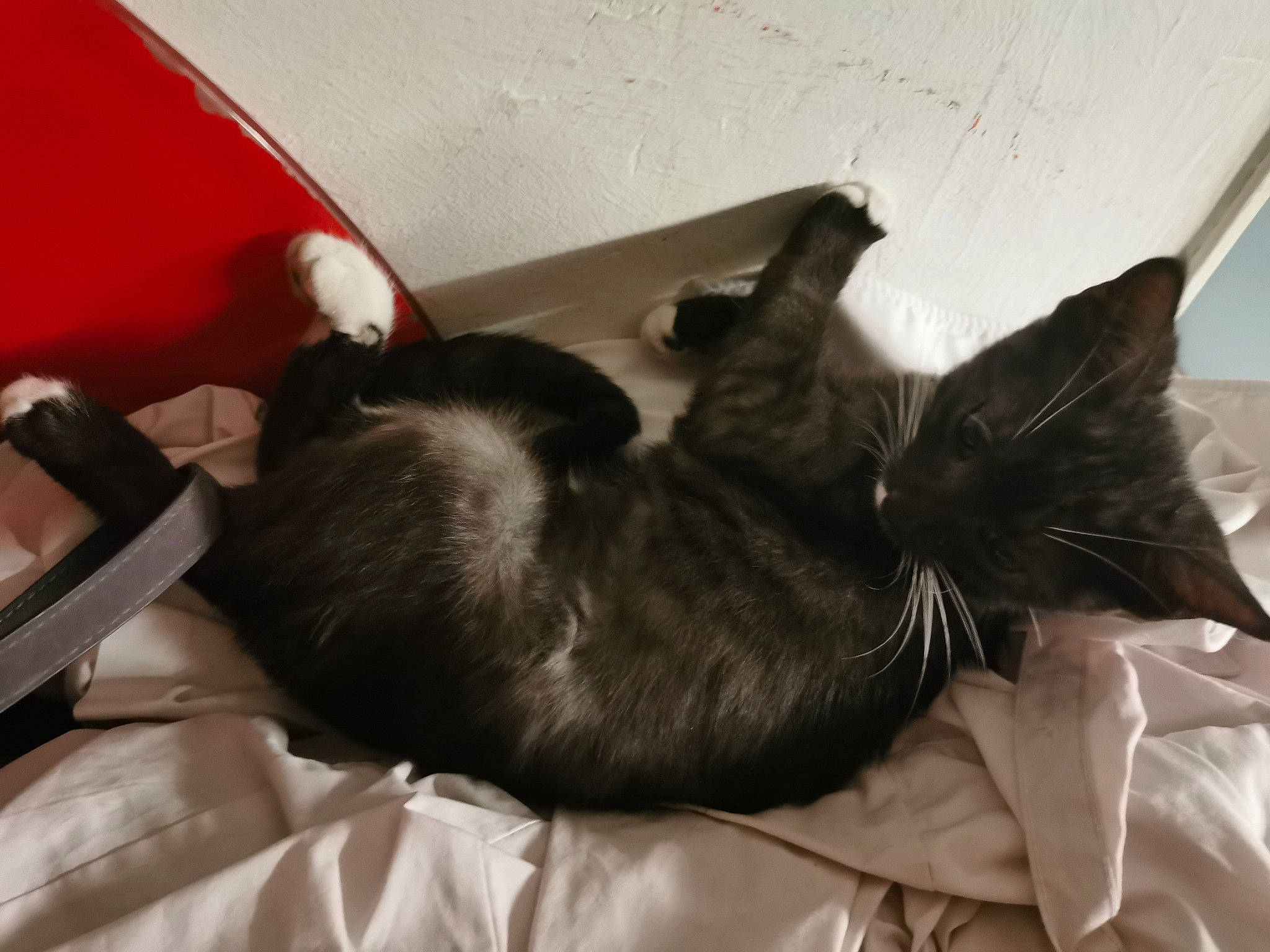 Téa a rejoint le concours — aidez-le/la à gagner de superbes lots ! black_cat, canidae, carnivore, cat, claw, comfort, dog_breed, domestic_short_haired_cat, felidae, fur, linens, nap, paw, room, small_to_medium_sized_cats, sporting_group, tail, whiskers