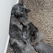 Rosco is registered to the contest to win money with this photo: abyssinian, angora, animal, blackcat, blanket, cat, couch, furniture, gray, hardwood, homedecor, indoors, kitten, manx, person, pet, rug, slate, sleeping, wood