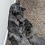 abyssinian, angora, animal, blackcat, blanket, cat, couch, furniture, gray, hardwood, homedecor, indoors, kitten, manx, person, pet, rug, slate, sleeping, wood