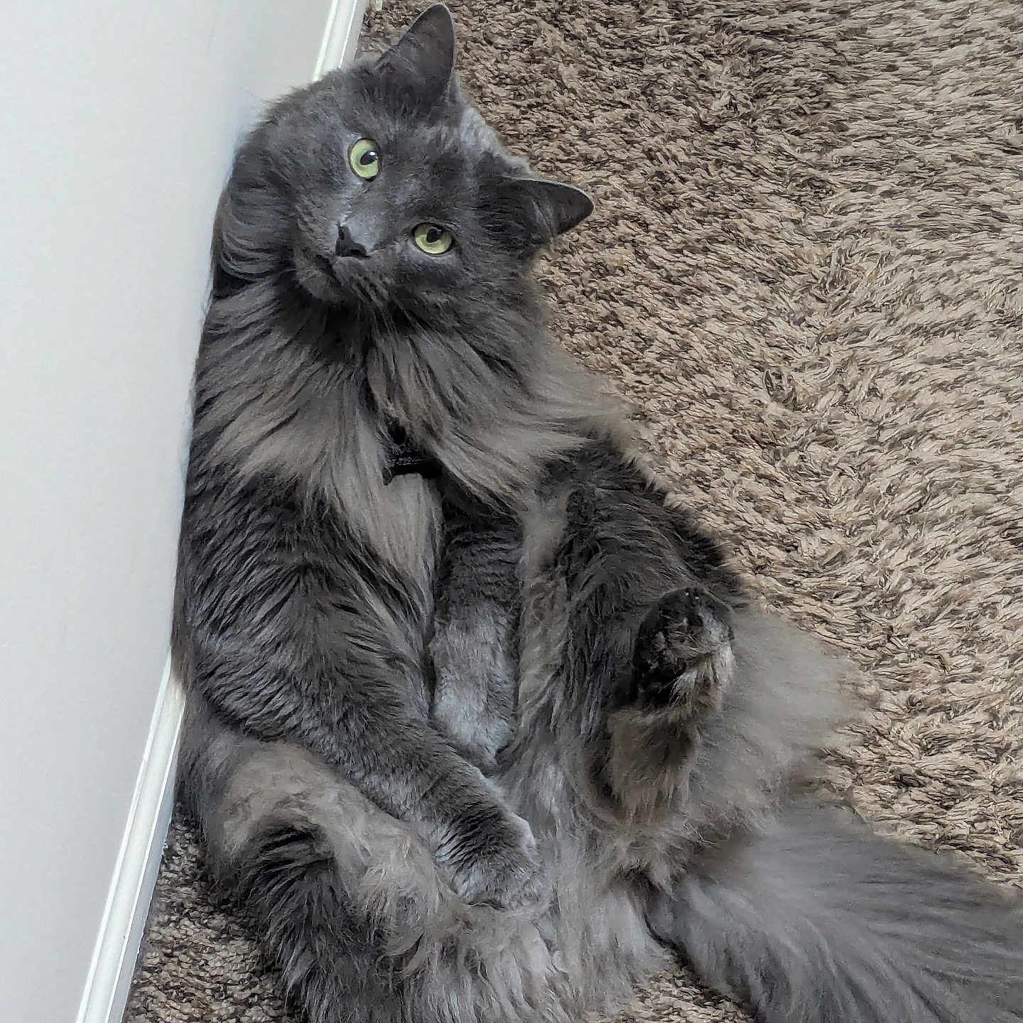 Rosco is registered to the contest to win money with this photo: abyssinian, angora, animal, blackcat, blanket, cat, couch, furniture, gray, hardwood, homedecor, indoors, kitten, manx, person, pet, rug, slate, sleeping, wood