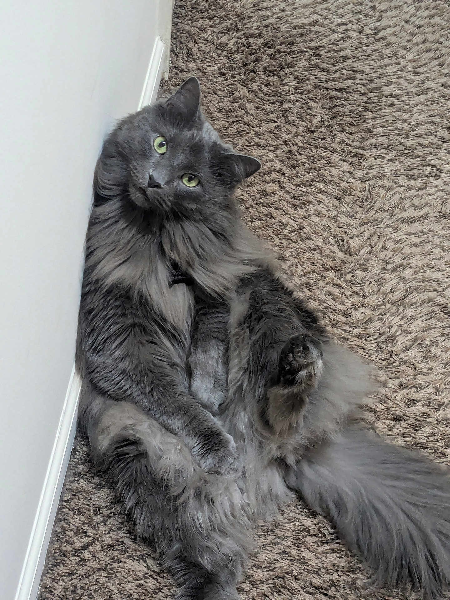 Rosco is registered to the contest to win money with this photo: abyssinian, angora, animal, blackcat, blanket, cat, couch, furniture, gray, hardwood, homedecor, indoors, kitten, manx, person, pet, rug, slate, sleeping, wood