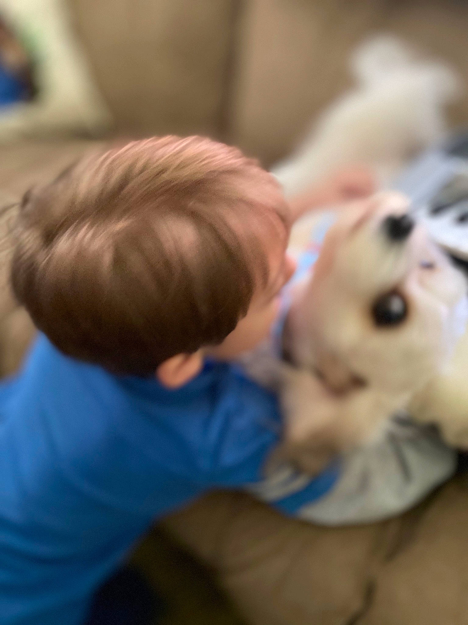 Oreo joined the competition — help win amazing prizes! baby, carnivore, child, comfort, companion_dog, dog, dog_breed, felidae, flooring, fur, happy, paw, play, puppy_love, sitting, t_shirt, toddler, toy, toy_dog, wood