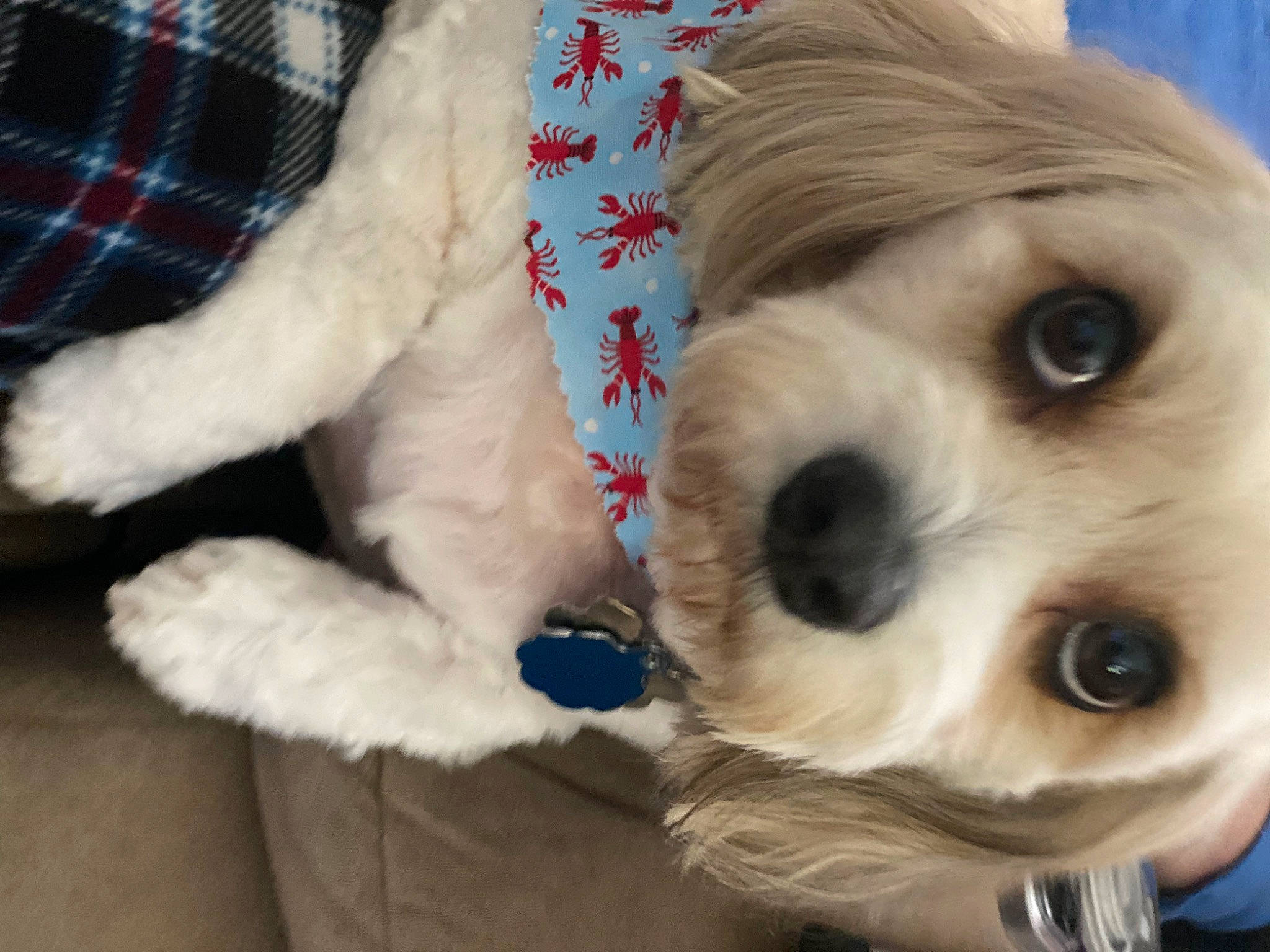 Oreo joined the competition — help win amazing prizes! canidae, carnivore, companion_dog, dog, dog_breed, dog_supply, eye, eyewear, fawn, fur, hair, snout, sporting_group, sunglasses, tartan, toy, toy_dog, vision_care, whiskers, working_animal