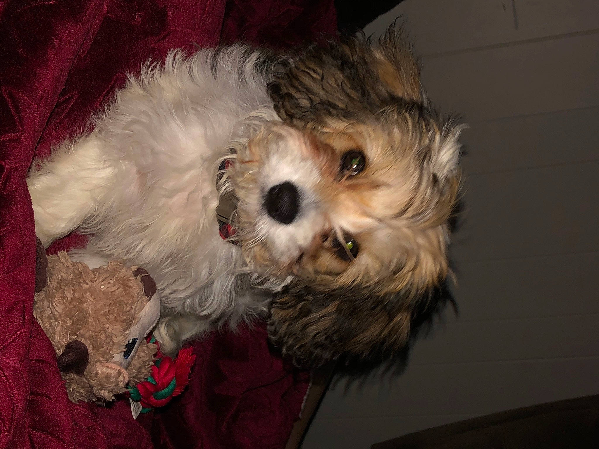 Oreo is registered to the contest to win money with this photo: carnivore, cockapoo, companion_dog, dog, dog_breed, dog_supply, fur, mal_shi, maltepoo, pet_supply, poodle_crossbreed, puppy_love, shih_poo, small_terrier, snout, sporting_group, terrier, toy_dog, working_animal, yorkipoo