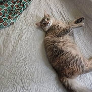 Cha Cha joined the competition — help win amazing prizes! animal, bed, blanket, cat, cozy, curious, cute, domestic, feline, fur, home, indoor, laying_down, looking, pet, quilt, resting, soft, tail, whiskers