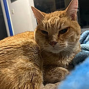 Copper joined the competition — help win amazing prizes! animal, cat, close_up, cozy, cute, domestic_animal, ears, feline, fur, ginger_cat, home, indoor, mammal, pet, portrait, relaxed, resting, sleepy, soft_blanket, whiskers