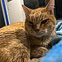 animal, cat, close_up, cozy, cute, domestic_animal, ears, feline, fur, ginger_cat, home, indoor, mammal, pet, portrait, relaxed, resting, sleepy, soft_blanket, whiskers