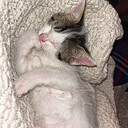 Nova is registered to the contest to win money with this photo: kitten, sleeping, cat, paw, blanket, white, fur, cute, cozy, resting, pet, animal, ears, whiskers, pink_nose, domestic_cat, feline, indoor, soft, snuggled
