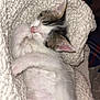 kitten, sleeping, cat, paw, blanket, white, fur, cute, cozy, resting, pet, animal, ears, whiskers, pink_nose, domestic_cat, feline, indoor, soft, snuggled