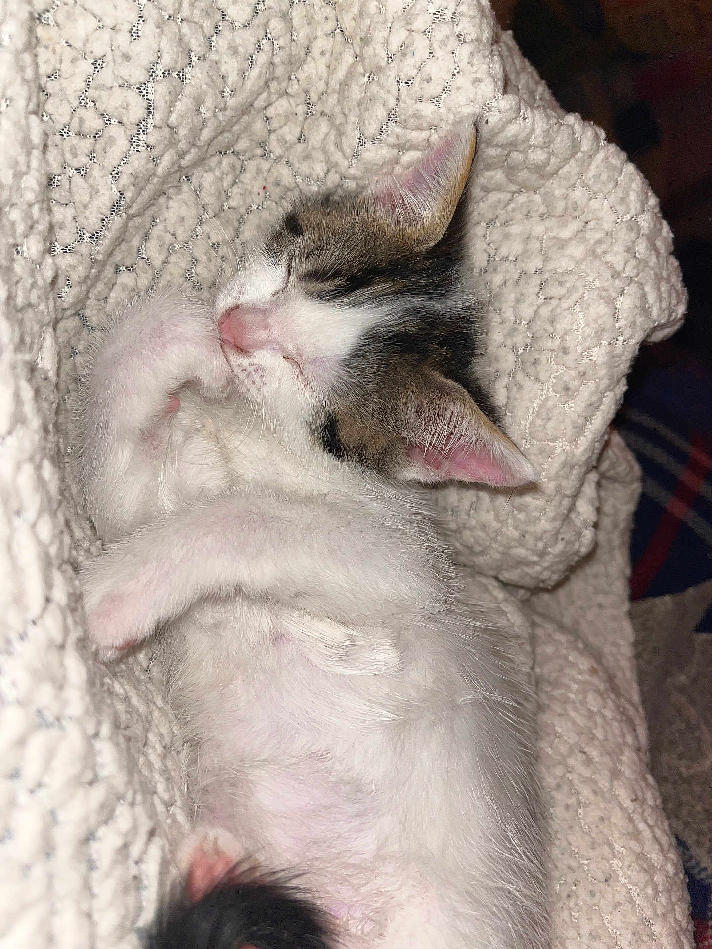 Nova