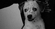 La France Sauver a rejoint le concours — aidez-le/la à gagner de superbes lots ! puppy, dog, person, black_and_white, spot, sitting, indoor, shirt, logo, stripes, face, fur, pet, young_dog, companion, expression, portrait, curious, animal, candid