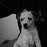 puppy, dog, person, black_and_white, spot, sitting, indoor, shirt, logo, stripes, face, fur, pet, young_dog, companion, expression, portrait, curious, animal, candid