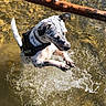 La France Sauver participe au concours pour gagner de l'argent avec cette photo : dog, water, splash, jumping, outdoor, playful, animal, river, nature, pet, active, shallow_water, daylight, fur, white_and_black, collar, wet, energetic, summer, adventure