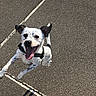 La France Sauver participe au concours pour gagner de l'argent avec cette photo : dog, pet, jumping, happy, playful, outdoor, pavement, black_and_white, spot, tongue_out, ears_up, canine, animal, active, energetic, leash, small_dog, running, excited, daylight