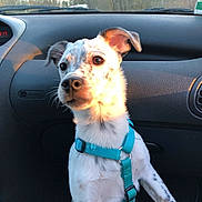 La France Sauver participe au concours pour gagner de l'argent avec cette photo : dog, puppy, car_interior, harness, dashboard, sunlight, window, animal, pet, white_fur, brown_spots, seat, travel, road_trip, cute, close_up, sitting, outdoor_view, daylight, curious