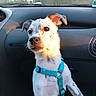 dog, puppy, car_interior, harness, dashboard, sunlight, window, animal, pet, white_fur, brown_spots, seat, travel, road_trip, cute, close_up, sitting, outdoor_view, daylight, curious
