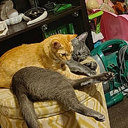 Yoshi joined the competition — help win amazing prizes! cat, orange_cat, gray_cat, pets, feline, resting, cozy, indoor, ottoman, patterned_furniture, cluttered_room, toys, household_items, relaxed, stretching, close_up, animal, fur, domestic, cute