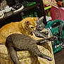 cat, orange_cat, gray_cat, pets, feline, resting, cozy, indoor, ottoman, patterned_furniture, cluttered_room, toys, household_items, relaxed, stretching, close_up, animal, fur, domestic, cute