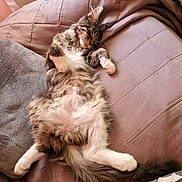 Alexios participe au concours pour gagner de l'argent avec cette photo : cat, sleeping, fluffy, relaxed, quilted_blanket, cozy, indoor, pet, feline, soft_fur, resting, cushion, comfort, cute, whiskers, paws, tail, fur_pattern, domestic_animal, laid_back