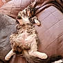 cat, comfort, cozy, cushion, cute, domestic_animal, feline, fluffy, fur_pattern, indoor, laid_back, paws, pet, quilted_blanket, relaxed, resting, sleeping, soft_fur, tail, whiskers