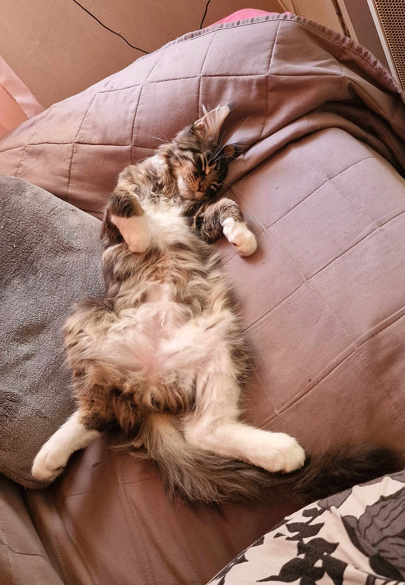 Alexios participe au concours pour gagner de l'argent avec cette photo : cat, sleeping, fluffy, relaxed, quilted_blanket, cozy, indoor, pet, feline, soft_fur, resting, cushion, comfort, cute, whiskers, paws, tail, fur_pattern, domestic_animal, laid_back