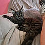 Anatole a rejoint le concours — aidez-le/la à gagner de superbes lots ! cat, black_cat, feline, pet, indoor, couch, quilted, furniture, relaxing, tufted_ears, long_fur, pink_wall, tattoo, arm, close_up, domestic_animal, resting, cozy, looking_at_camera, living_room