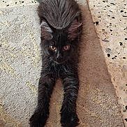 Anatole participe au concours pour gagner de l'argent avec cette photo : cat, kitten, black_cat, stretching, carpet, floor, indoor, furniture_leg, curious, pet, animal, fluffy, whiskers, ears, tail, paws, cute, young, domestic, mammal