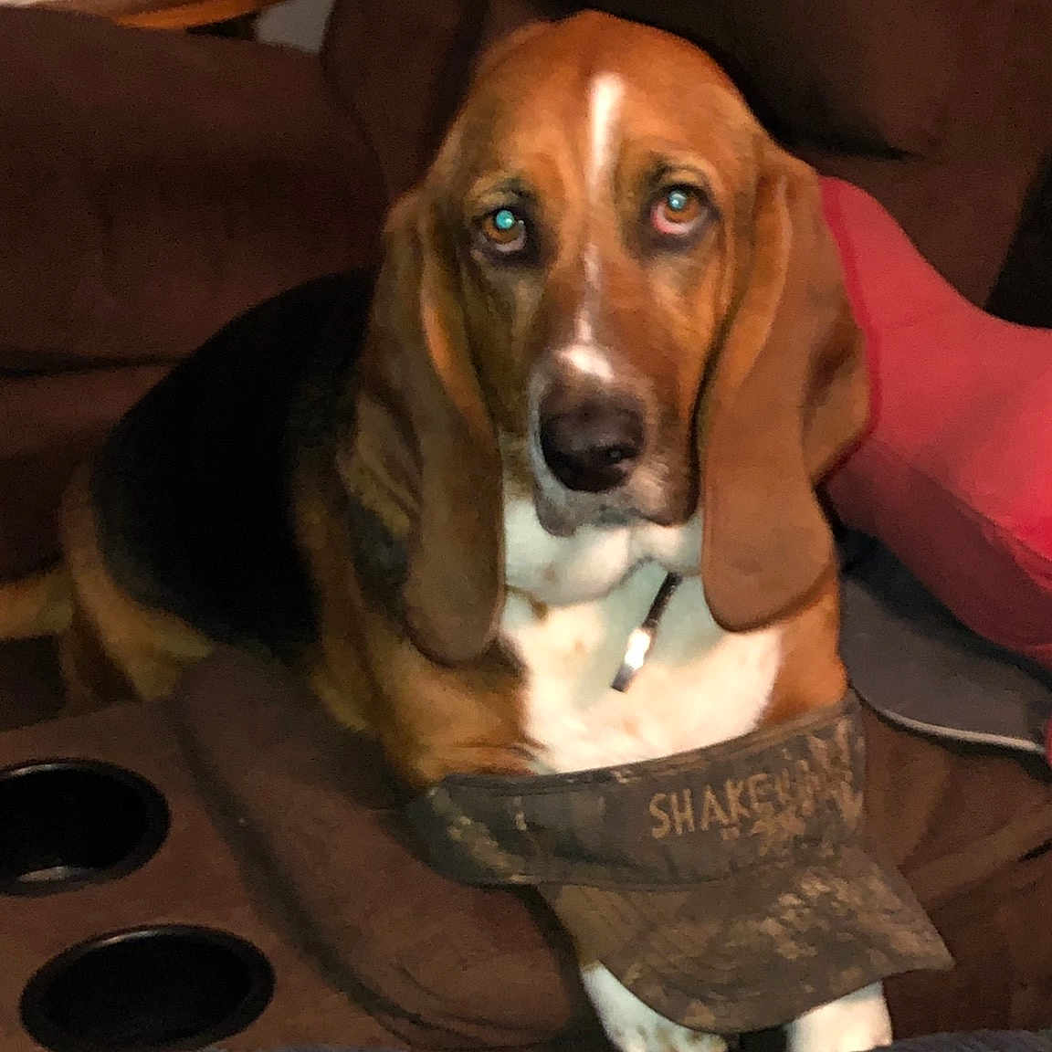 Sadie Grace is registered to the contest to win money with this photo: brown, canidae, carnivore, companion_dog, cooktop, dog, dog_breed, dog_supply, fawn, gas_stove, hound, hunting_dog, kitchen_appliance, liver, pet_supply, scent_hound, snout, sporting_group, working_animal