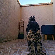 Oggy a rejoint le concours — aidez-le/la à gagner de superbes lots ! cat, tabby, stretching, claws, tail, outdoor, tile_floor, plant_pot, corner, wall, sunlight, pet, feline, fur, whiskers, ears, animal, relaxed, home, daylight