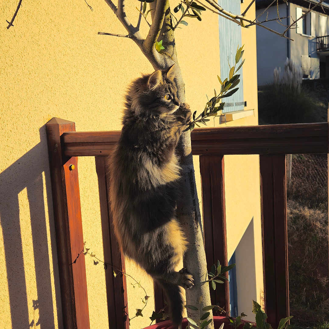Oggy a rejoint le concours — aidez-le/la à gagner de superbes lots ! animal_skull, balcony, cat, climbing, curious, daytime, domestic_animal, furry, green_leaves, nature, outdoor, pet, plant_pot, rustic, shadow, small_tree, sunlight, tree, wooden_railing, yellow_wall