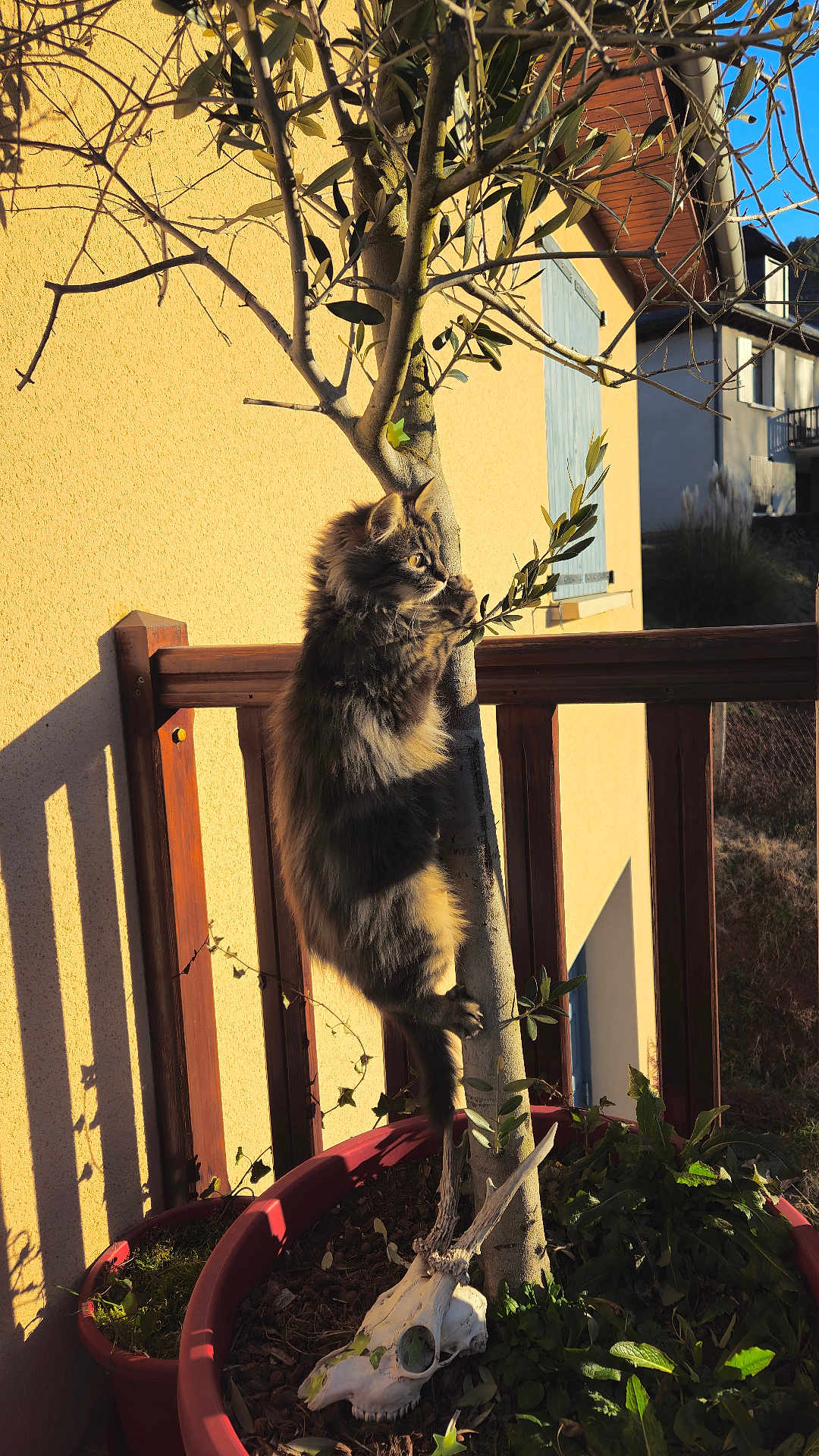 Oggy a rejoint le concours — aidez-le/la à gagner de superbes lots ! cat, tree, plant_pot, balcony, sunlight, outdoor, yellow_wall, wooden_railing, animal_skull, green_leaves, shadow, furry, climbing, pet, nature, daytime, curious, domestic_animal, small_tree, rustic