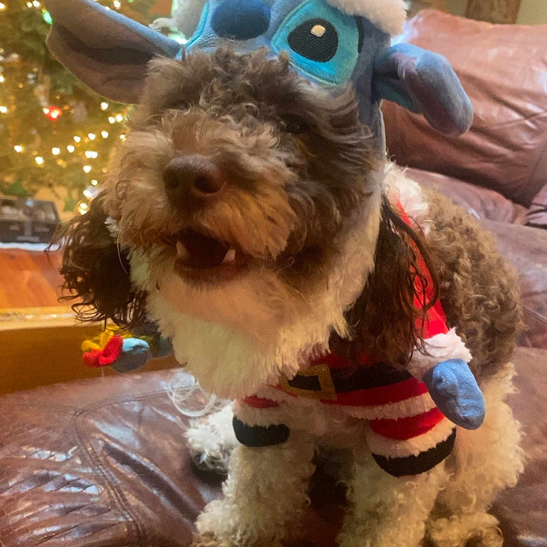 Gizmo is registered to the contest to win money with this photo: animal, architecture, building, canine, couch, cushion, dog, furniture, homedecor, indoors, livingroom, pet, plant, plush, poodle, pottedplant, puppy, room, terrier, toy